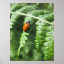 Gotta Love Ladybugs (2) Poster