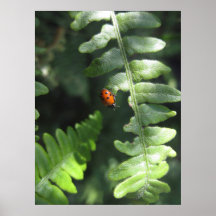 Gotta Love Ladybugs (4) Poster