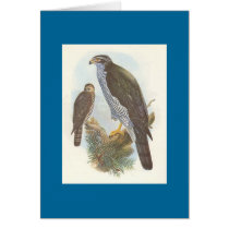 Gould - Accipiter gentilis Goshawk Cards