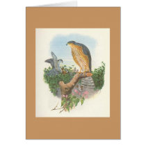 Gould - Accipiter nisus Sparrowhawk Cards