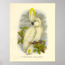 Gould - Blue-Eyed Cockatoo Portfolio Poster