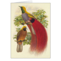 Gould - Grey-Chested Bird Of Paradise Greeting Cards