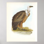 Gould - Griffon Vulture - Gyps fulvus Posters