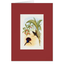 Gould - Lazuline Sabre-Wing Hummingbird Greeting Cards