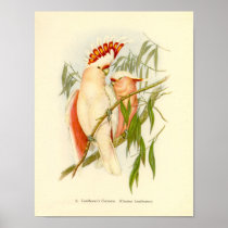 Gould - Leadbetter's Cockatoo Portfolio Print