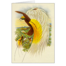 Gould - Lesser Bird Of Paradise Greeting Cards