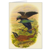 Gould - Lesser Superb Bird Of Paradise Greeting Cards