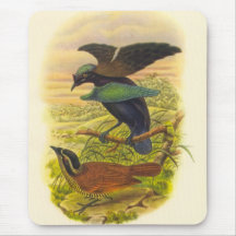 Gould - Lesser Superb Bird Of Paradise Mouse Pads