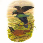 Gould - Lesser Superb Bird-Of-Paradise t-shirts
