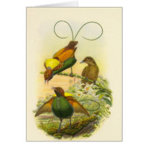 Gould - Magnificent Bird Of Paradise Card