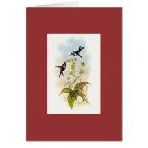 Gould - Mitchell's Amethyst Hummingbird Cards