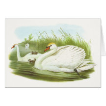 Gould - Mute Swan - Cygnus olor Greeting Card