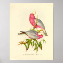Gould - Rose-Breasted Cockatoo Portfolio Print