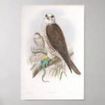 Gould - Saker Falcon Portfolio Print