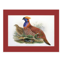 Gould - Temminck's Horned Pheasant Post Cards