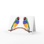 Gouldian Finch Friends Greeting Cards