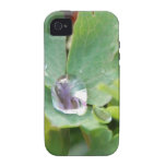 Goutte de pluie sur la feuille de Columbine Coque iPhone 4