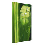 Gouttes de pluie sur la feuille verte impressions sur toile