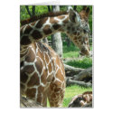 Graceful Giraffe Beauty cards