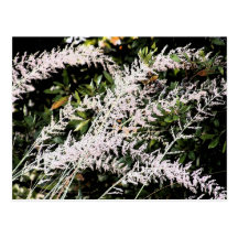 Graceful Grass Postcard