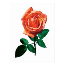 Graceful Orange Rose Post Card