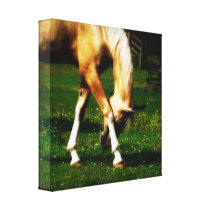 Graceful Palomino Horse