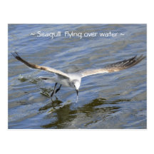 Graceful seagull over water Postcard