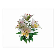 Graceful White Lilies Post Card