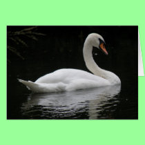 Graceful White Swan Card cards