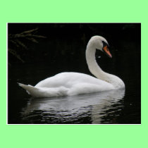 Graceful White Swan Postcard postcards
