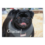 Gracias Thank You Black Pug Greeting Card