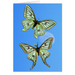 Graellsia Isabellae Card