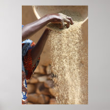 Grain Harvest in Mali, West Africa Posters