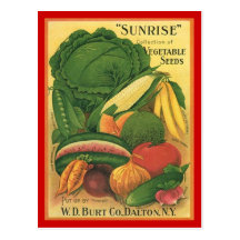 Graines antiques vintages de légume de Burt Co de 