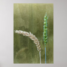 grains affiche