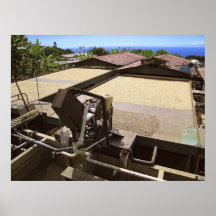 GRAINS DE CAFÉ DE KONA SÉCHANT AU SOLEIL - HAWAÏ AFFICHES