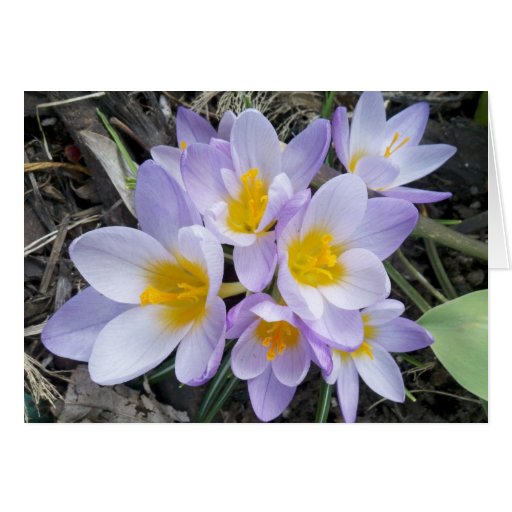 Grand bloc de crocus de lavande carte de vœux