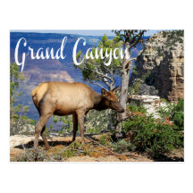 Grand Canyon National Park Arizona Postcard