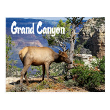 Grand Canyon National Park Arizona Postcard