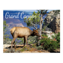 Grand Canyon National Park Arizona Postcard