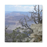 Grand Canyon trees magnet