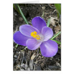 Grand crocus pourpre carte