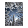 Grand Cypress Post Card