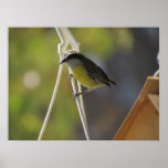Grand Kiskadee Posters