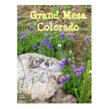 Grand Mesa, Colorado Postcards