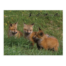 Grand Teton National Park Fox Kits Postcards