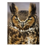 Grande carte postale de hibou à cornes
