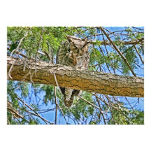 Grande photo de sommeil de hibou à cornes invitations