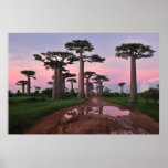 Grandidier Baobab Forest poster from 8.99
