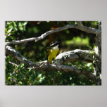 Grands Kiskadee/Bem-Te-Vi Poster